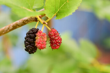 Mulberry