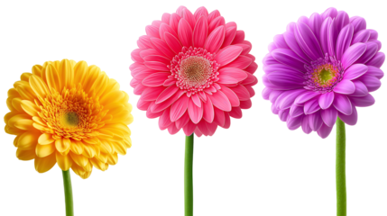 Daisy flower purple ,red,yellow,white, pink,violet, Lavender and  peach collection on transparent background.