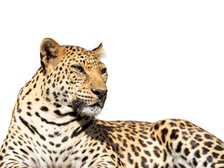 Majestic spotted leopard, a big cat predator, with intense eyes, captured in a striking studio portrait on a crisp white background