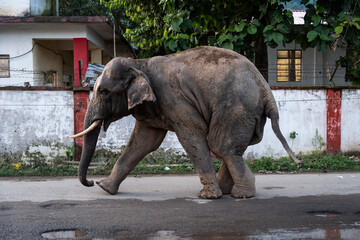 A leg injured male wild asian elephant walks on road in search of food