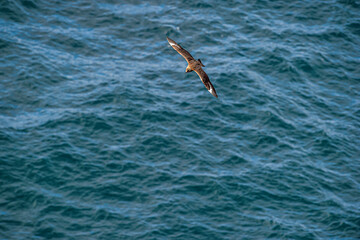 Large pirate gull bird ( Stercorarius skua ) flying in Antarctic skies.