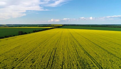 Obraz premium Aerial View of a Vibrant Yellow Canola Field Under a Blue Sky