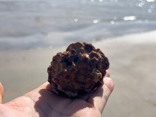 Weathered Sea Sponge Fragment Found on Adelaide Shoreline