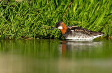 Red-necked Phalarope - Phalaropus lobatus small bird, breeds in the Arctic regions of North America and Eurasia, is migratory, spends the winter at sea in tropical oceans. Iceland.
