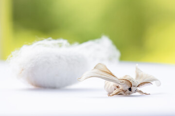 The moth emerging from the cocoon