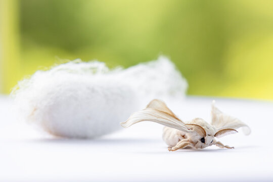 The moth emerging from the cocoon