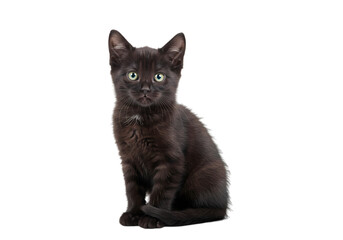 Black Kitten Sitting Studio Photograph isolated on transparent background