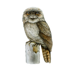 Tawny frogmouth on the wooden perch vintage style hand drawn illustration isolated on white background. Podargus strigoides Australian wildlife nocturnal bird