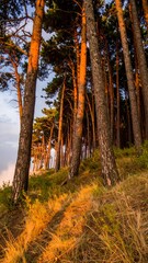 Obraz premium Sunset illuminates tall pine trees on a hillside, casting a warm glow on the grass and ground