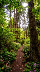 Fototapeta premium Sun-dappled path winds through lush, vibrant forest with wildflowers