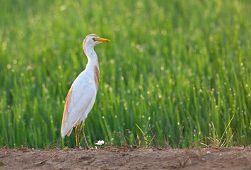 Garcilla bueyera a contraluz en los campos de arroz de Sevilla