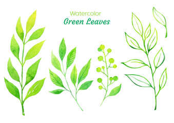 수채화로 그린 식물 일러스트 