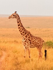 giraffe in the savannah