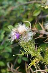 Cette photo saisit la floraison d'un chardon, avec une petite fleur mauve délicate contrastant avec le duvet blanc et les épines acérées de la plante