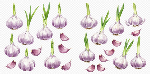 A realistic illustration set of whole garlic bulbs, sprouting garlic, and separated cloves on a transparent background. © studio