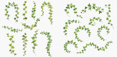 A collection of realistic green ivy vines, lianas, and climbing plants isolated on a transparent background for decoration.
