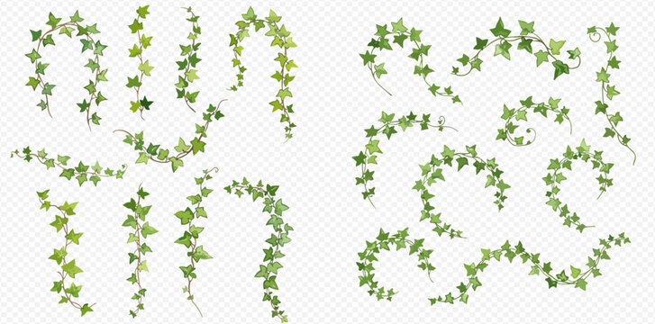 A collection of realistic green ivy vines, lianas, and climbing plants isolated on a transparent background for decoration.