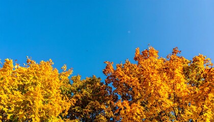 Fototapeta premium Autumn leaves against a clear sky