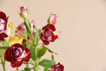 Obraz premium スプレーばら