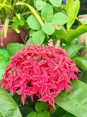 Bright Red Ixora Flower Blossom in Lush Green Garden
