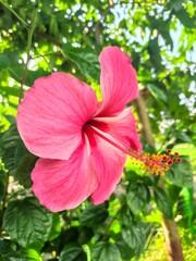 Hibiscus Blossom Silhouette: A Vibrant Floral Portrait