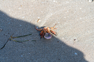 Small Crab Shell on Adelaide Sandy Beach Shoreline