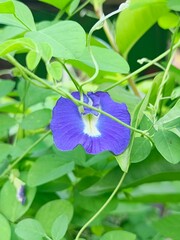 Vibrant Butterfly Pea Flower Silhouette Amidst Lush Greenery