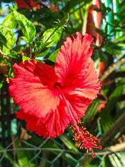 Vibrant Red Hibiscus Blossom in Natural Light