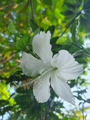 White Hibiscus Bloom: Floral Beauty, Sunlight, and Silhouette