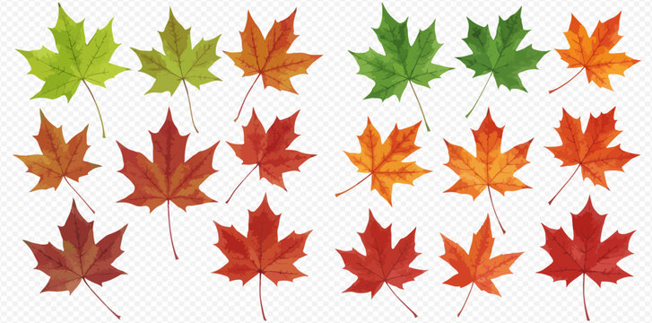 A collection of colorful maple leaves showing the seasonal transition from green to vibrant red and orange for autumn.