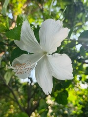 White Hibiscus Silhouette: A Radiant Floral Portrait
