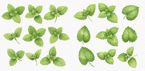 A collection of fresh green mint leaves and sprigs, depicted in a realistic watercolor style on a transparent background. © studio