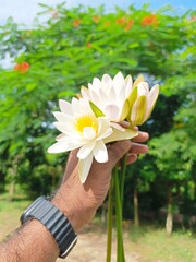White Water Lilies Held by Hand in Natural Light