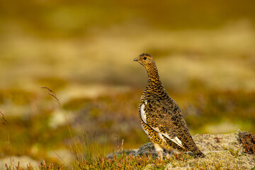 Ptarmigan, Japanese female rock ptarmigan in summer plumage (Lagopus muta hyperborea)