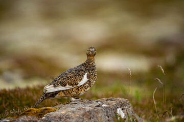 Ptarmigan, Japanese female rock ptarmigan in summer plumage (Lagopus muta hyperborea)