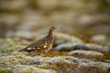 Ptarmigan, Japanese female rock ptarmigan in summer plumage (Lagopus muta hyperborea)