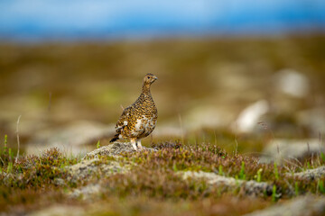 Ptarmigan, Japanese female rock ptarmigan in summer plumage (Lagopus muta hyperborea)