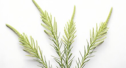 Fototapeta premium Delicate Green Foxtail Grass Sprigs on White Backdrop Simple Botanical Composition Minimalist Aesthetic Clean Background Plant Close Up