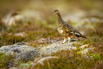 Ptarmigan, Japanese female rock ptarmigan in summer plumage (Lagopus muta hyperborea)