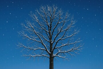 A Lone Tree Under the Winter Stars