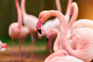 Naklejka premium Group of flamingos with one in focus