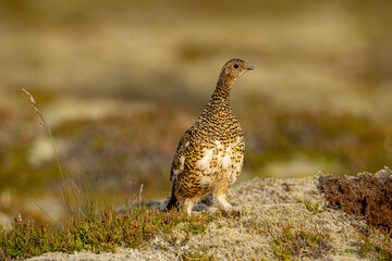 Ptarmigan, Japanese female rock ptarmigan in summer plumage (Lagopus muta hyperborea)