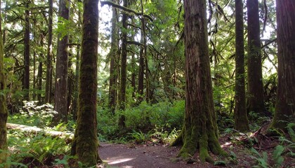 Sunlight filtering through a dense forest (3)
