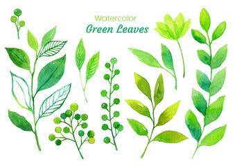 수채화 식물 일러스트