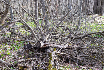 trees damaged as a result of natural disasters, damaged trunks from windstorms and windbreaks, close-up