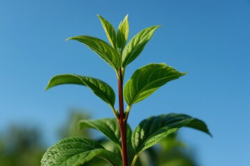 Fototapeta premium A lone green shoot reaches upwards against a serene blue sky