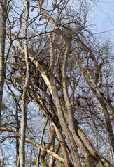 trees damaged as a result of natural disasters, damaged trunks from windstorms and windbreaks, close-up