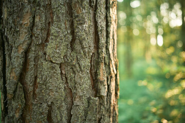 Natural wood texture on a large tree trunk