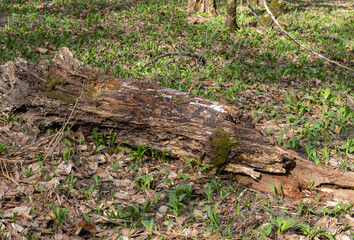 Obraz premium trees damaged as a result of natural disasters, damaged trunks from windstorms and windbreaks, close-up