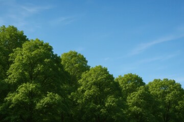 A Glimpse of Nature's Tranquility